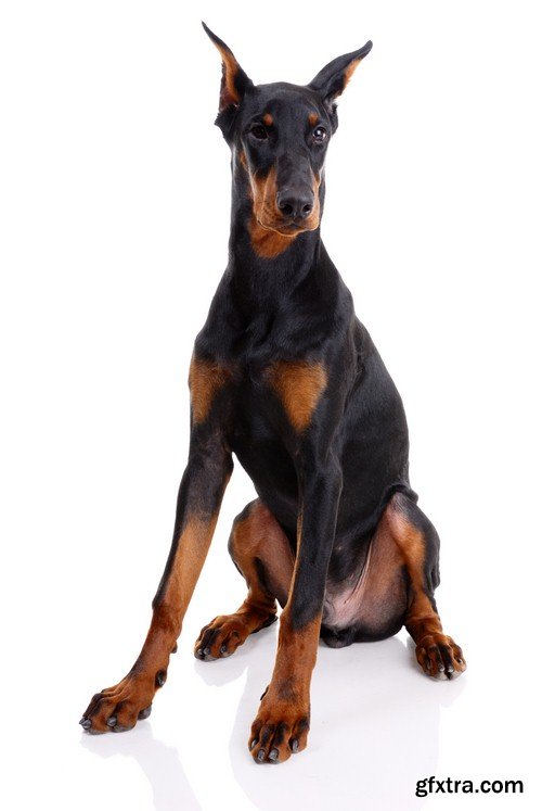 Doberman 1 - 7 UHQ JPEG