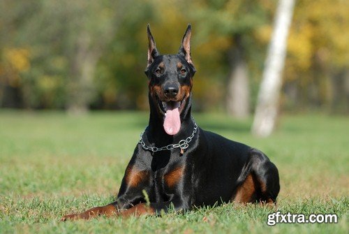 Doberman 1 - 7 UHQ JPEG