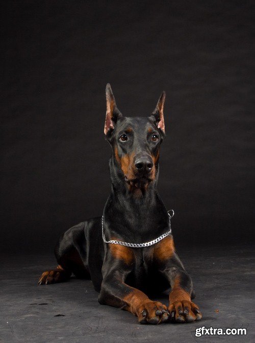 Doberman 1 - 7 UHQ JPEG