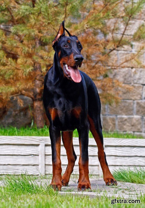 Doberman 1 - 7 UHQ JPEG