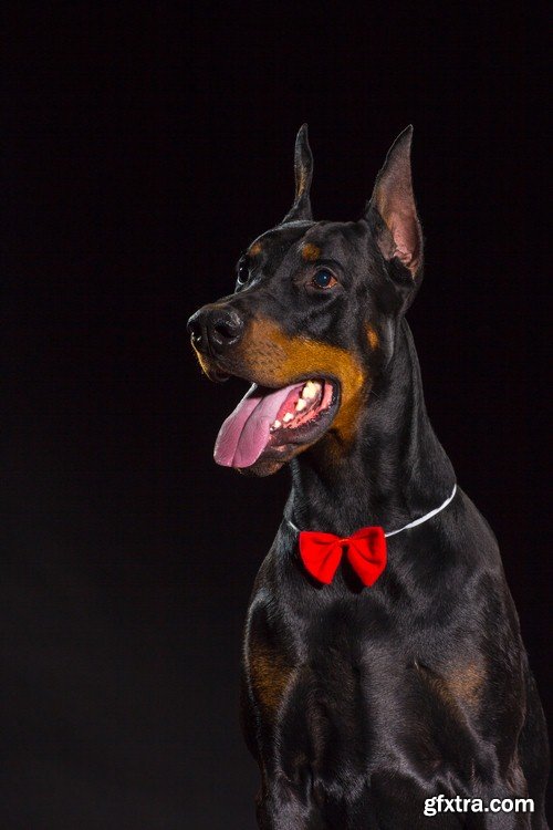 Doberman 1 - 7 UHQ JPEG