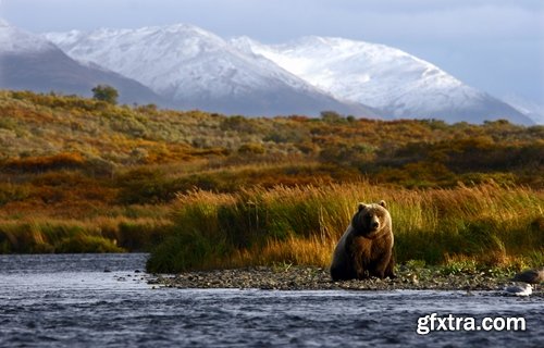 Bear white brown kuala panda 25 HQ Jpeg