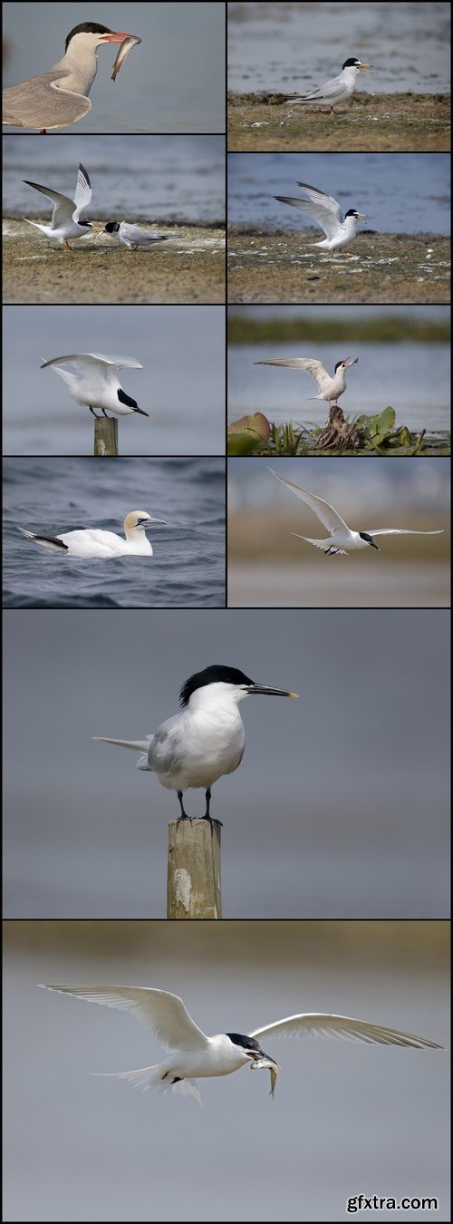 Arctic tern 10X JPEG