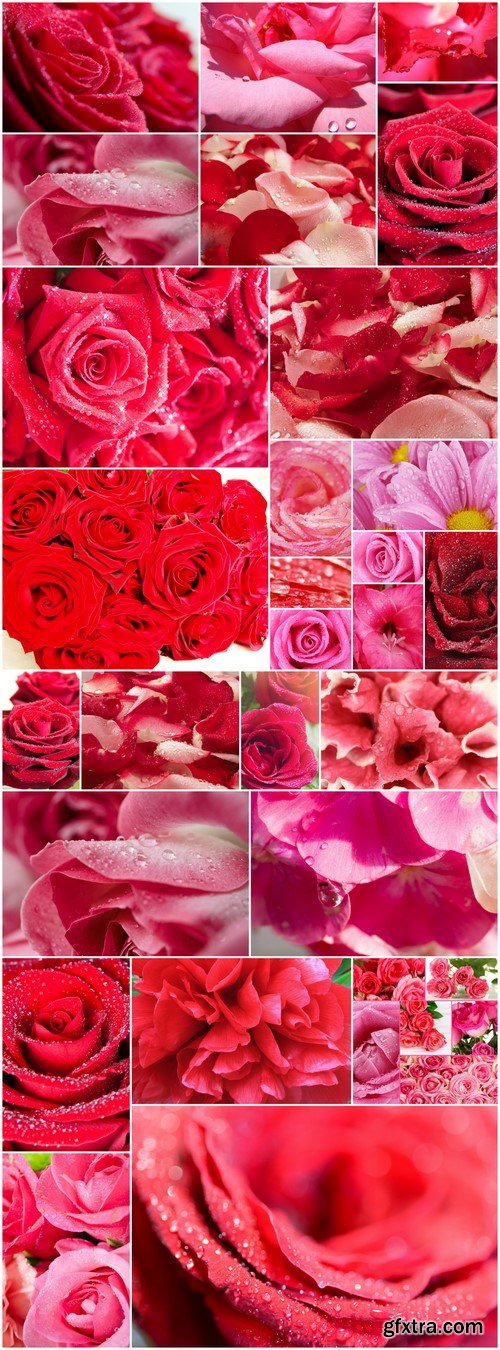 Beautiful Red Roses Petal Background 21X JPEG