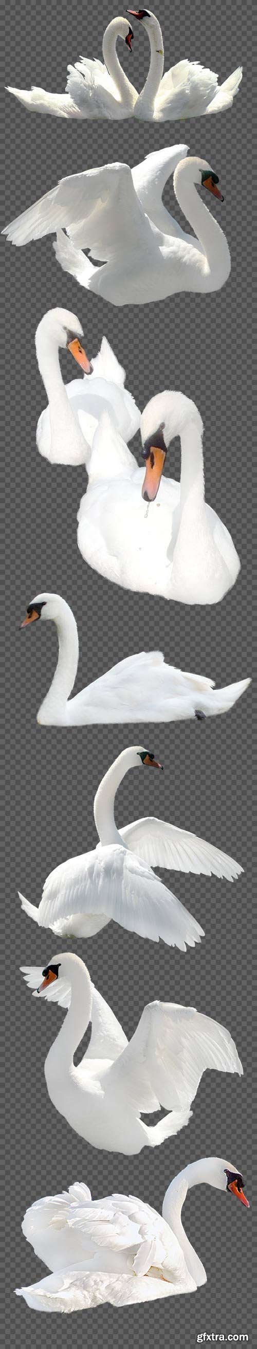 White swans