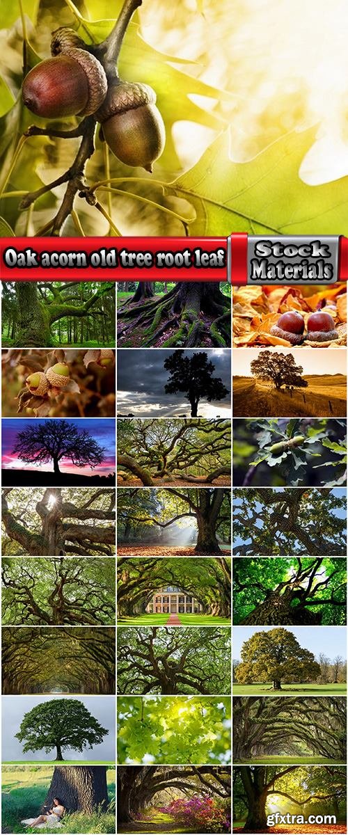 Oak acorn old tree root leaf 25 HQ Jpeg