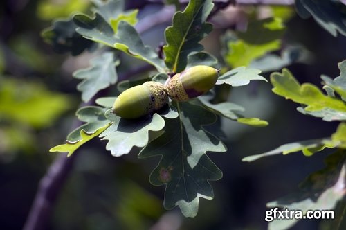 Oak acorn old tree root leaf 25 HQ Jpeg