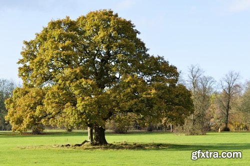 Oak acorn old tree root leaf 25 HQ Jpeg