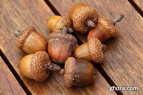 Acorn nut seeds 18 HQ Jpeg