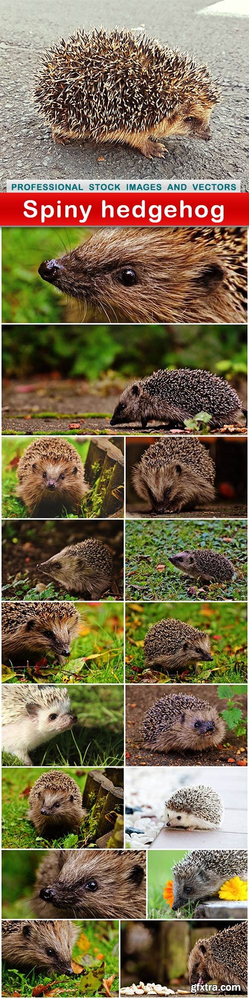 Spiny hedgehog - 17 UHQ JPEG