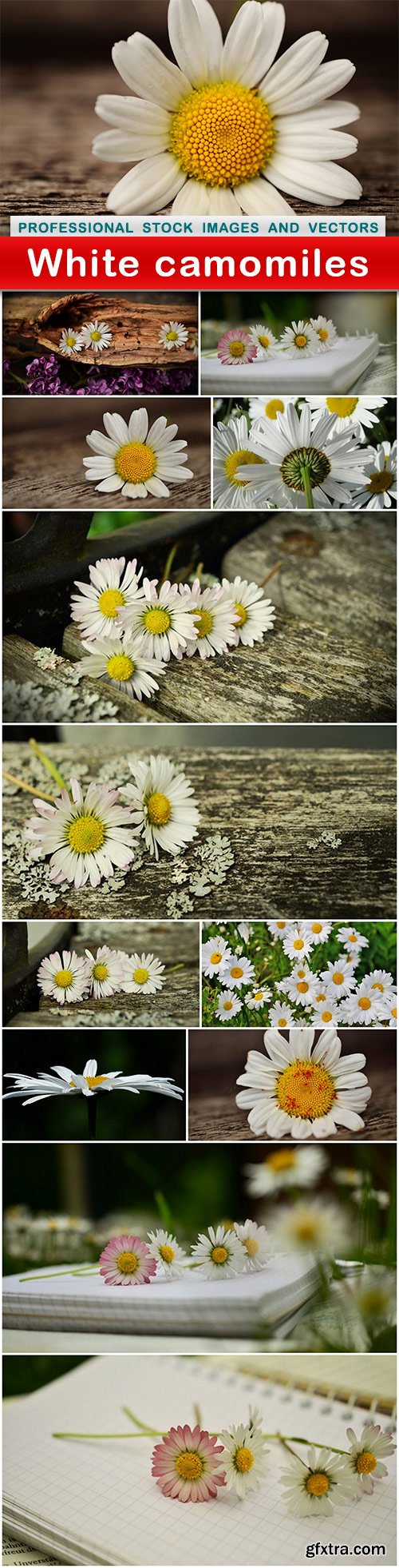 White camomiles - 13 UHQ JPEG