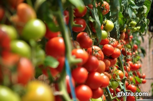 Tomato red vegetable vitamin plant 25 HQ Jpeg