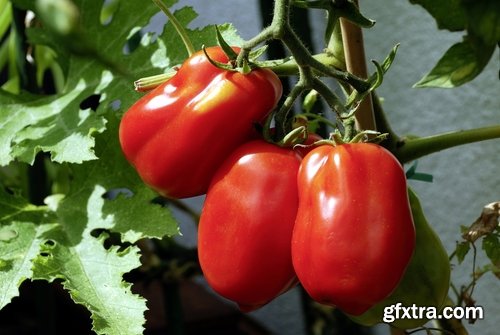 Tomato red vegetable vitamin plant 25 HQ Jpeg