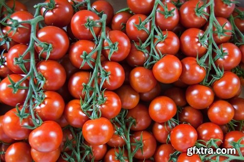 Tomato red vegetable vitamin plant 25 HQ Jpeg