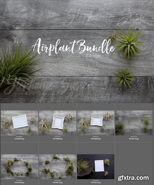 CM - Air Plant Lay Flat Mock Up Bundle 1308984