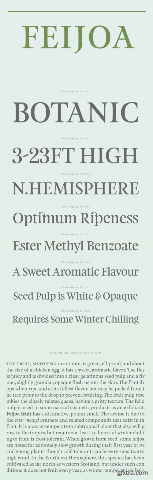 Feijoa Font Family