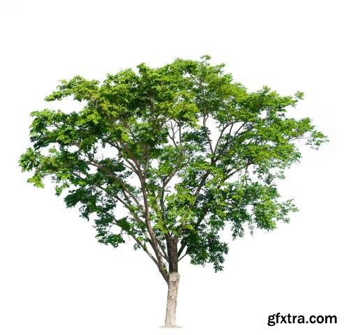 Tree Isolated on White Background 17