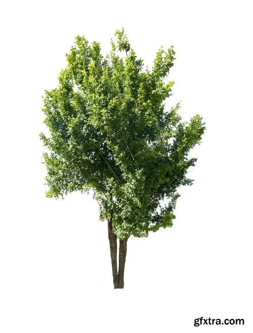 Tree Isolated on White Background 17