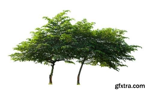 Tree Isolated on White Background 17