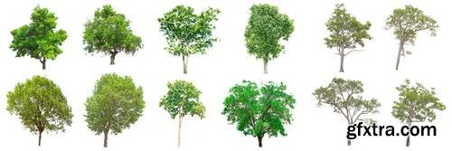 Tree Isolated on White Background 17