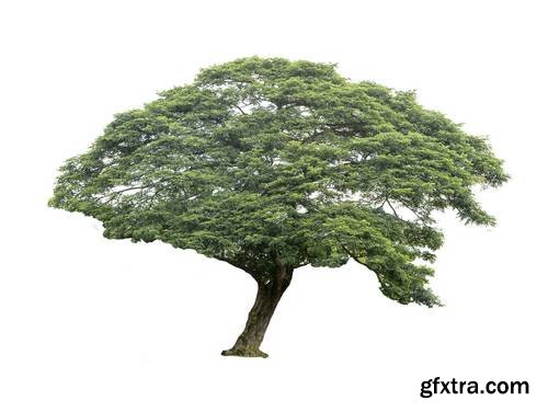 Tree Isolated on White Background 17