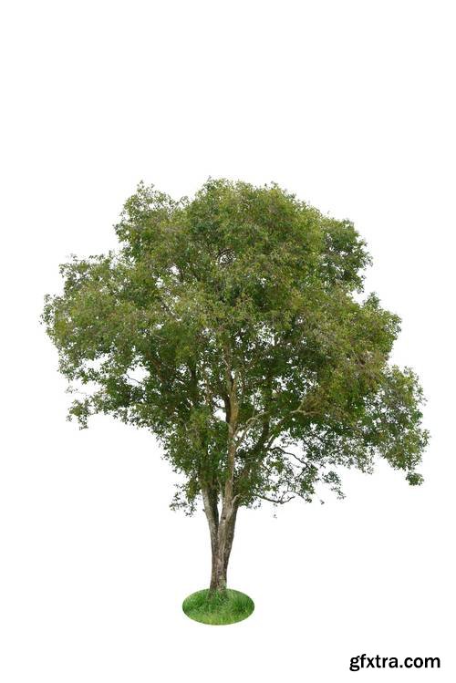 Tree Isolated on White Background 17