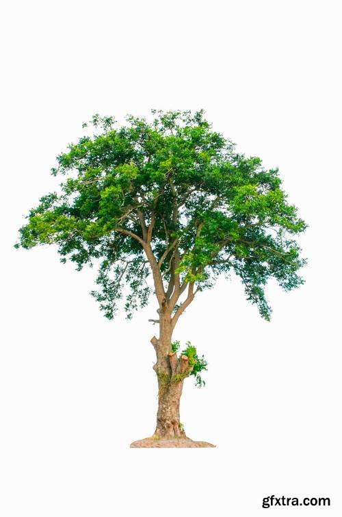 Tree Isolated on White Background 17