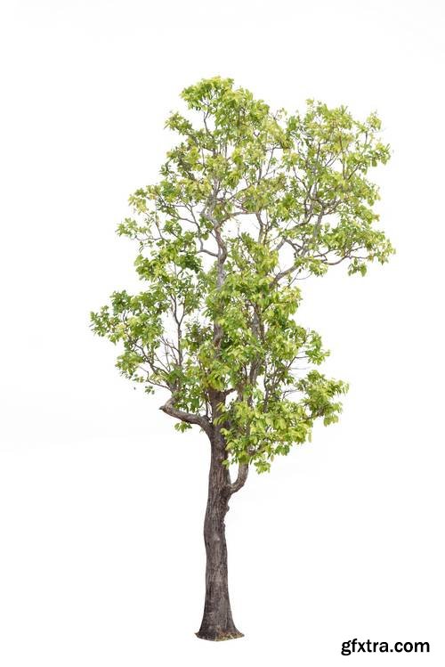 Tree Isolated on White Background 17