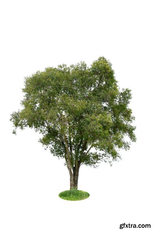 Tree Isolated on White Background 17