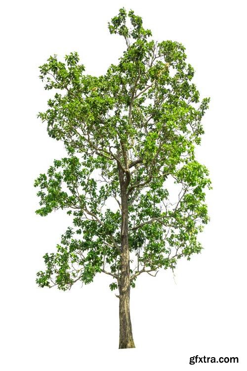 Tree Isolated on White Background 17