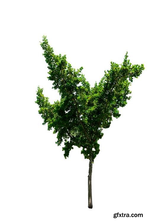 Tree Isolated on White Background 17