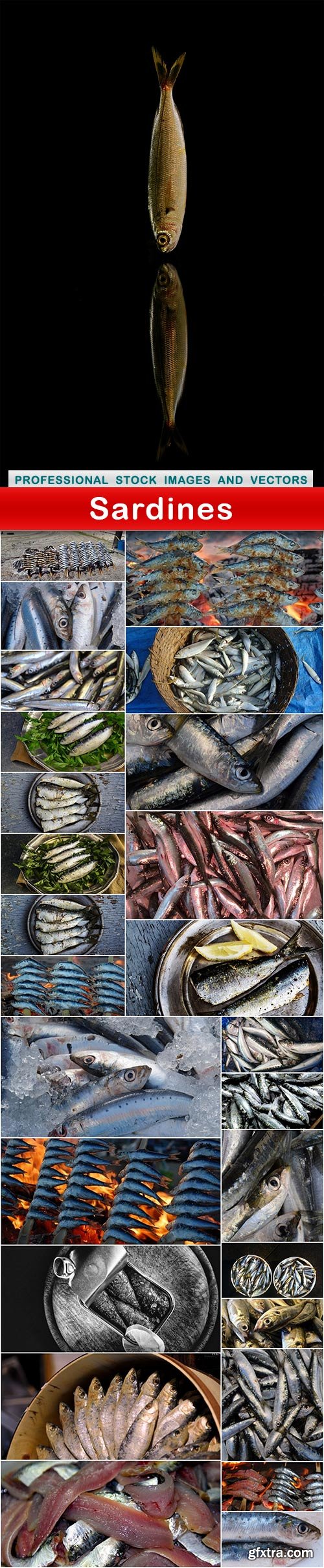 Sardines - 27 UHQ JPEG