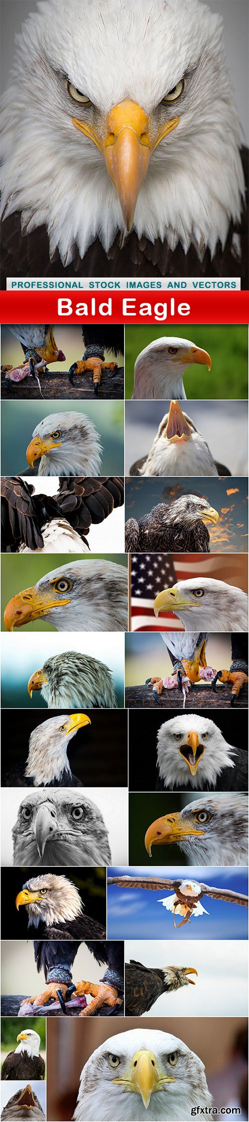 Bald Eagle - 22 UHQ JPEG