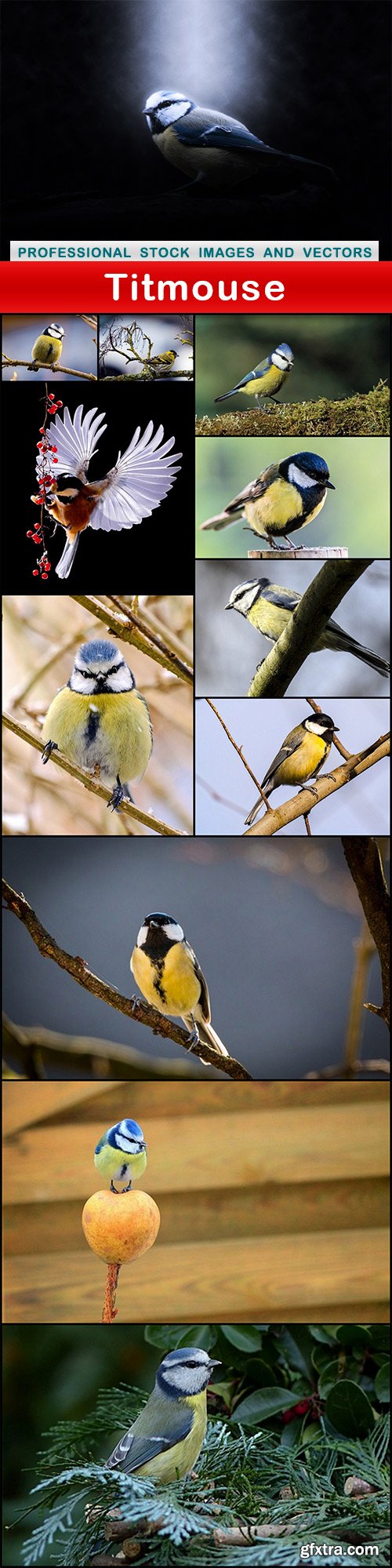 Titmouse - 12 UHQ JPEG