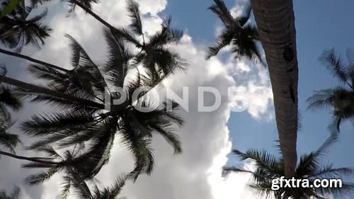 Pond5 - Coconut Palm Trees In Blue Sky With Gloomy Clouds. Timelapse