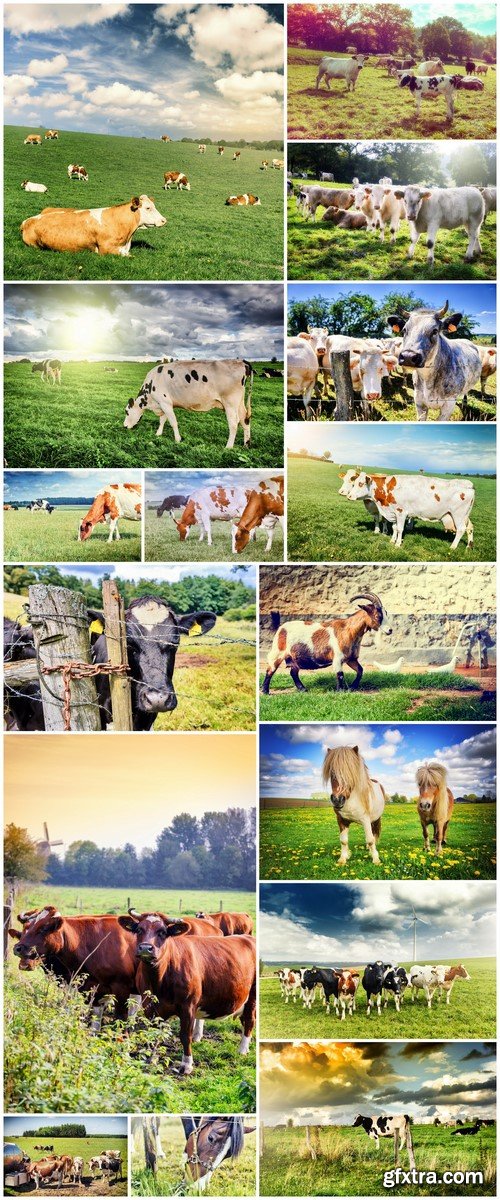 Agricultural landscape with herd of cows 16X JPEG