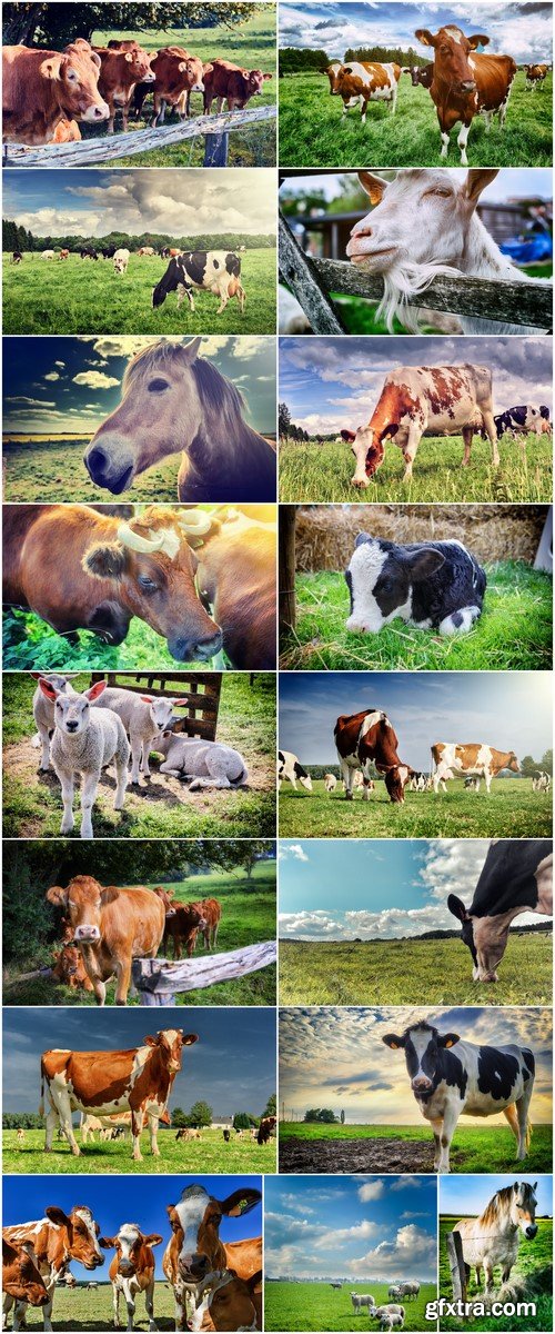 Agricultural landscape with herd of cows #2 17X JPEG