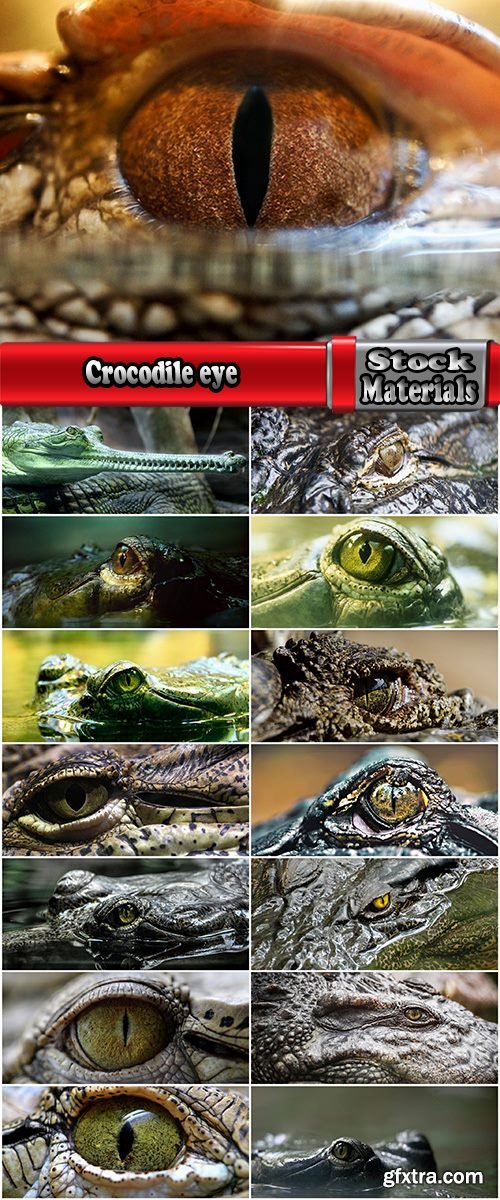 Crocodile eye amphibian amphibious reptile skin 15 HQ Jpeg