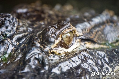 Crocodile eye amphibian amphibious reptile skin 15 HQ Jpeg