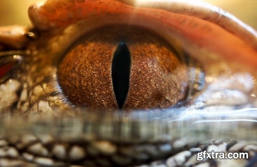 Crocodile eye amphibian amphibious reptile skin 15 HQ Jpeg