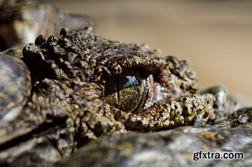 Crocodile eye amphibian amphibious reptile skin 15 HQ Jpeg