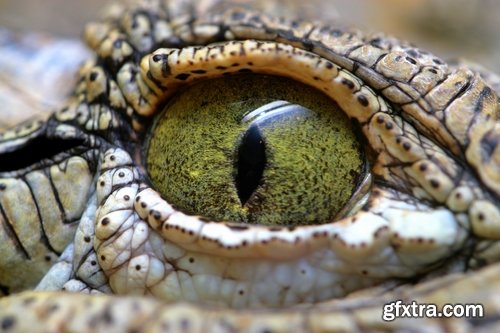 Crocodile eye amphibian amphibious reptile skin 15 HQ Jpeg