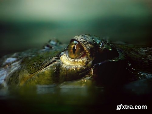 Crocodile eye amphibian amphibious reptile skin 15 HQ Jpeg