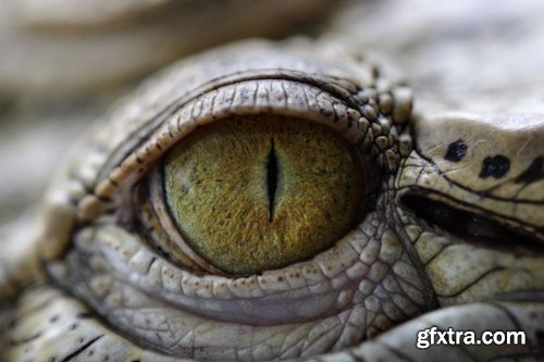 Crocodile eye amphibian amphibious reptile skin 15 HQ Jpeg