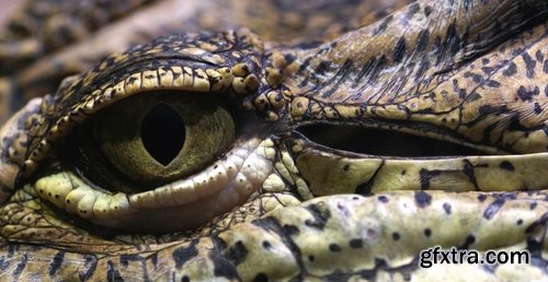 Crocodile eye amphibian amphibious reptile skin 15 HQ Jpeg