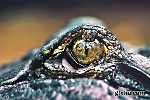 Crocodile eye amphibian amphibious reptile skin 15 HQ Jpeg