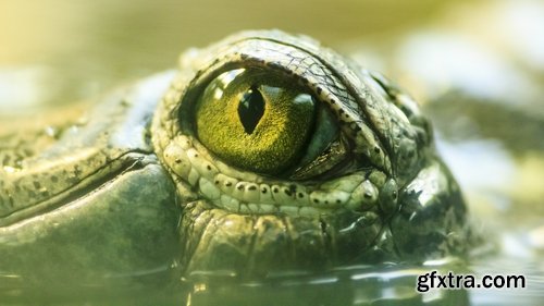 Crocodile eye amphibian amphibious reptile skin 15 HQ Jpeg