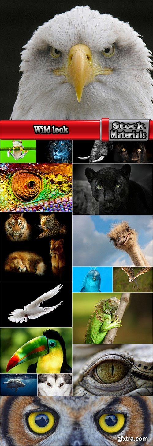 Wild look animal lion elephant frog owl panther iguana eagle dove wolf 18 HQ Jpeg