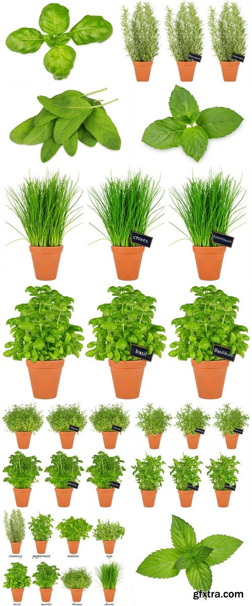 Different herbs in pots 12X JPEG