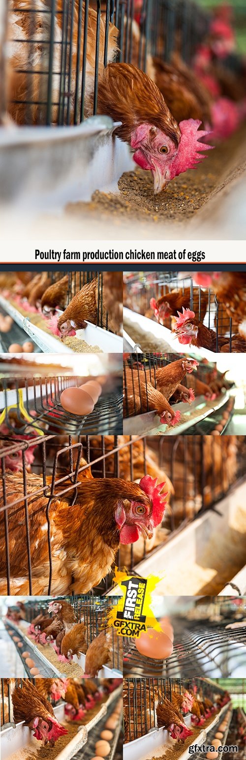 Poultry farm production chicken meat of eggs